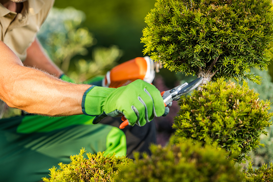 professional pruning services
