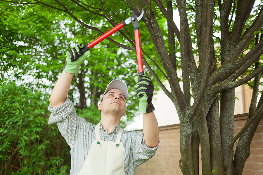 tree pruning in wells maine